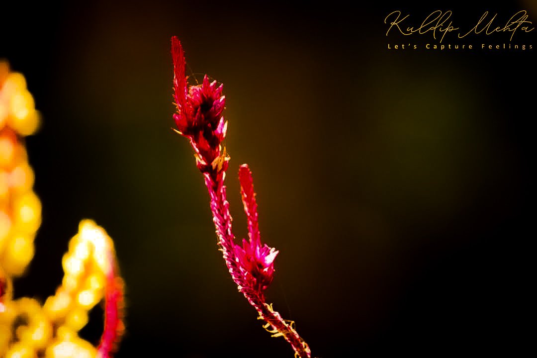 A backlit wild bloom against a dark background