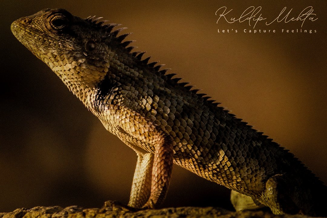 A garden lizard in warm evening light