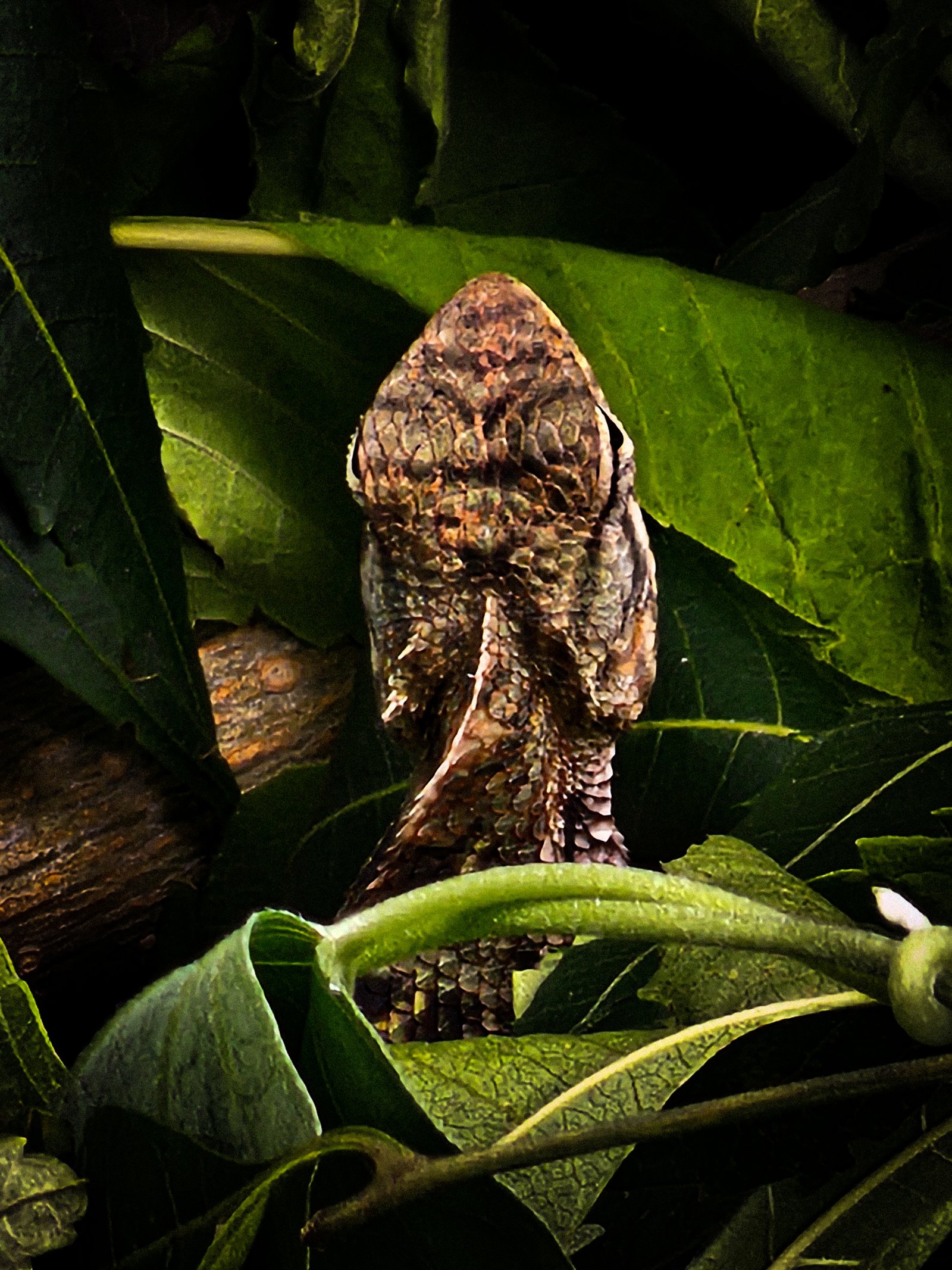 A lizard camouflaged among green leaves