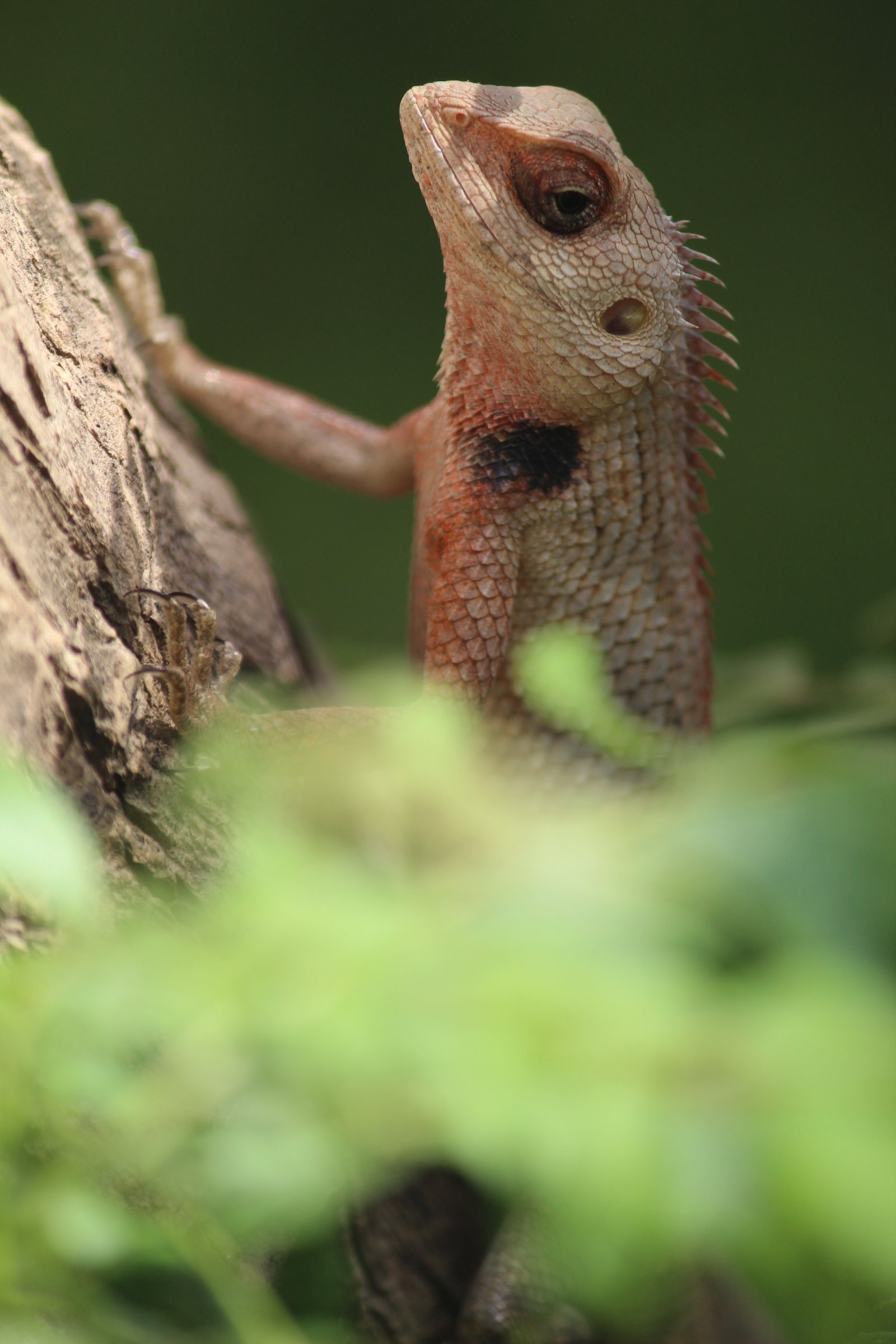A garden lizard watching from a broken branch