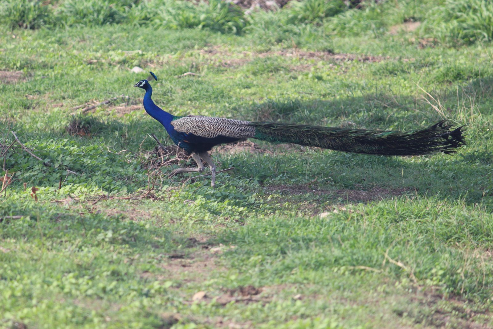 A peacock walking through open grassland