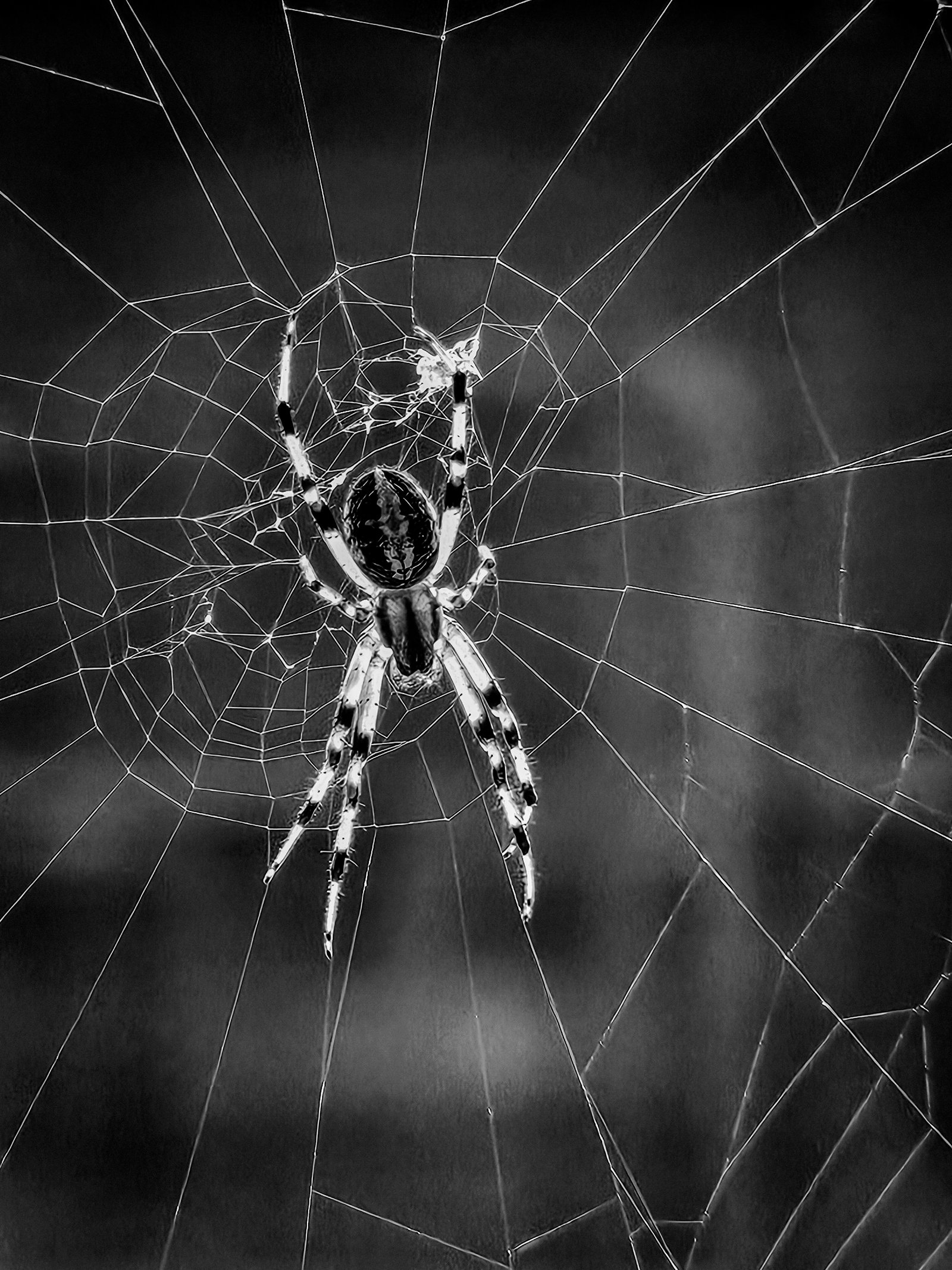 An orb weaver spider at the centre of its web, in black and white