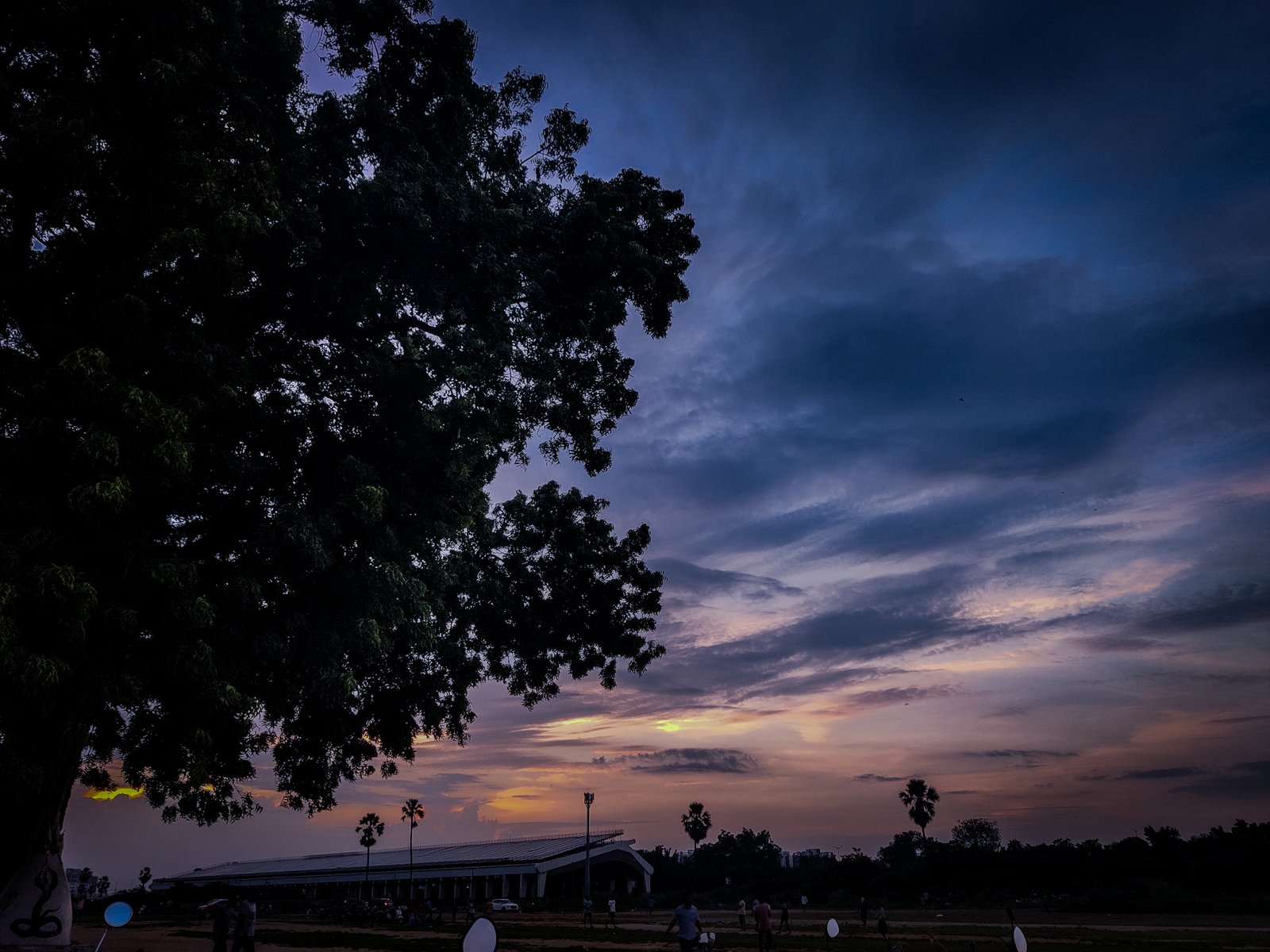An old tree silhouetted against an evening sky